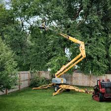 Best Palm Tree Trimming  in Mount Dora, FL