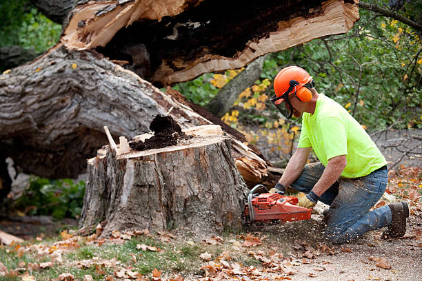 Best Hazardous Tree Removal  in Mount Dora, FL